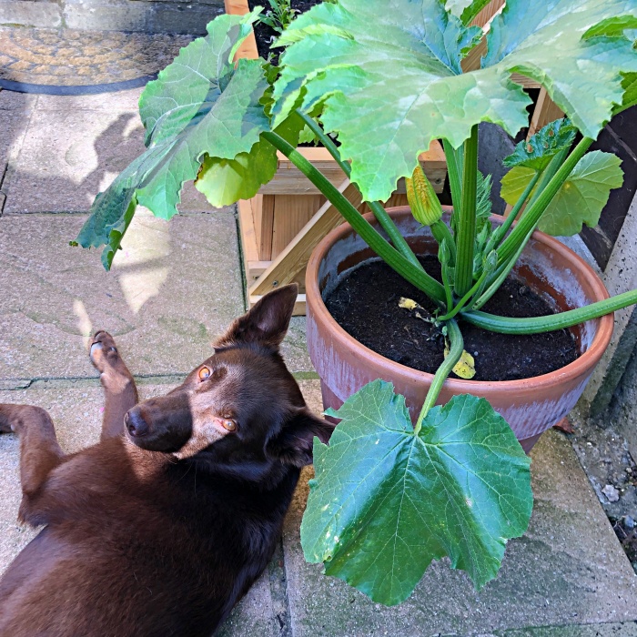 Sadzenie cukinii w małym ogródku. Hodowanie cukinii w skrzynkach i donicach.