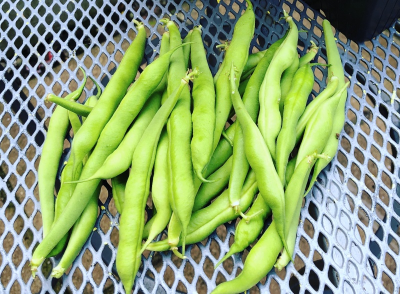 Wysiew fasolki szparagowej w maju. Jakie warzywa wysiać późną wiosną. 