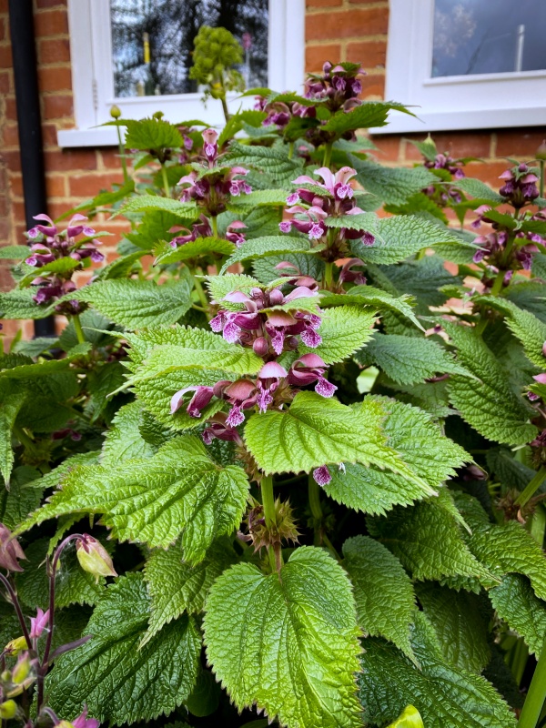 Rośliny do ogrodu rosnące w cieniu Jasnota wielkokwiatowa Lamium orvala