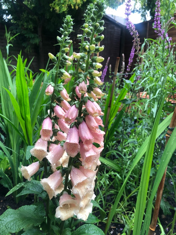 Rośliny do ogrodu rosnące w cieniu Naparstnica purpurowa Digitalis purpurea 