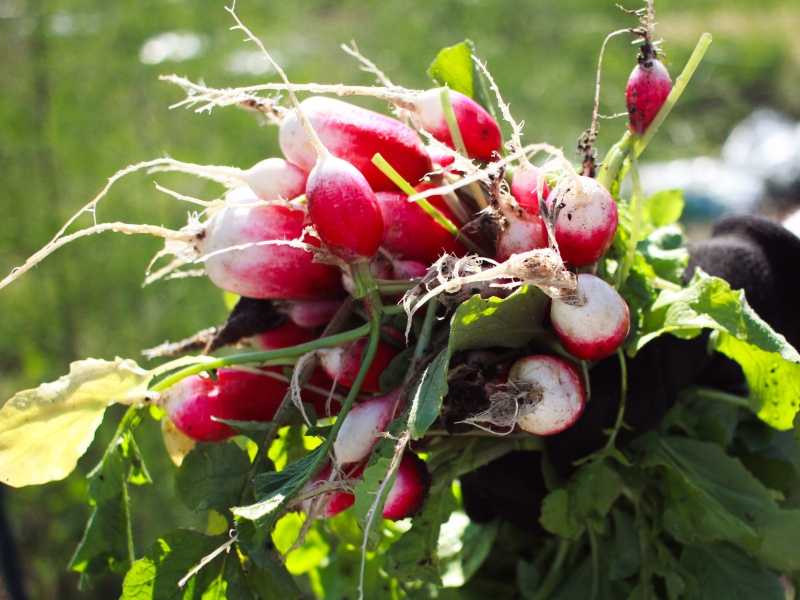 Rzodkiewka szybkie plony. Warzywa na balkon i do sadzenia w skrzynkach.