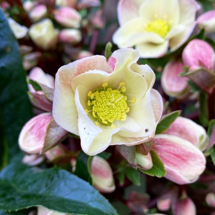 ciemiernik wschodni helleborus orientalis