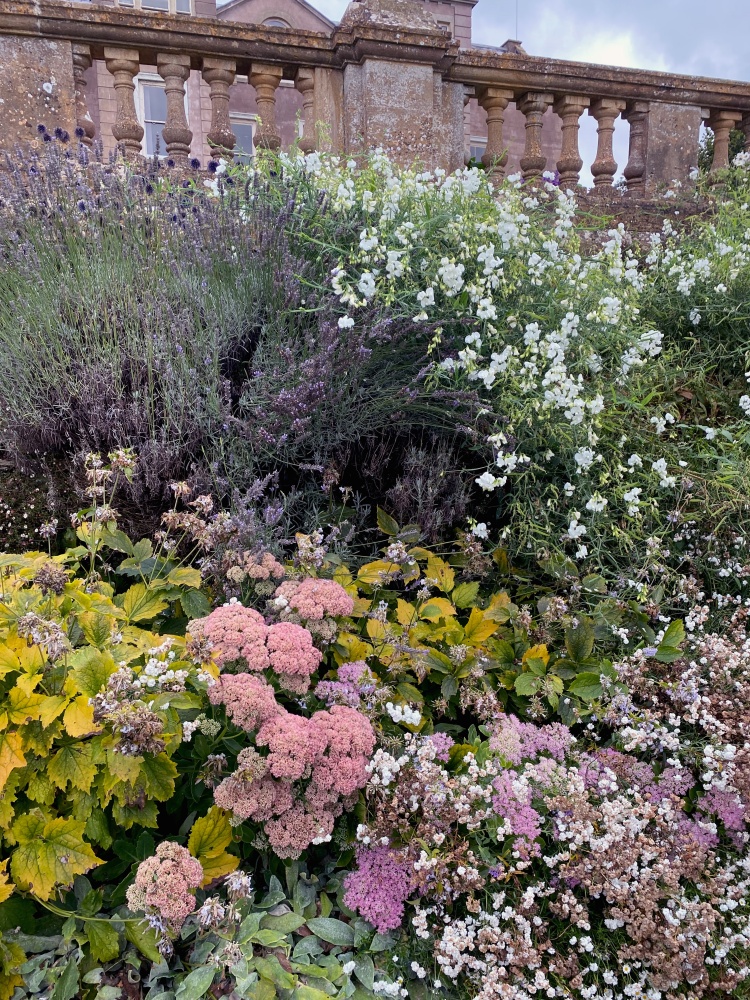 Nasadzenia w Hestercombe garden.