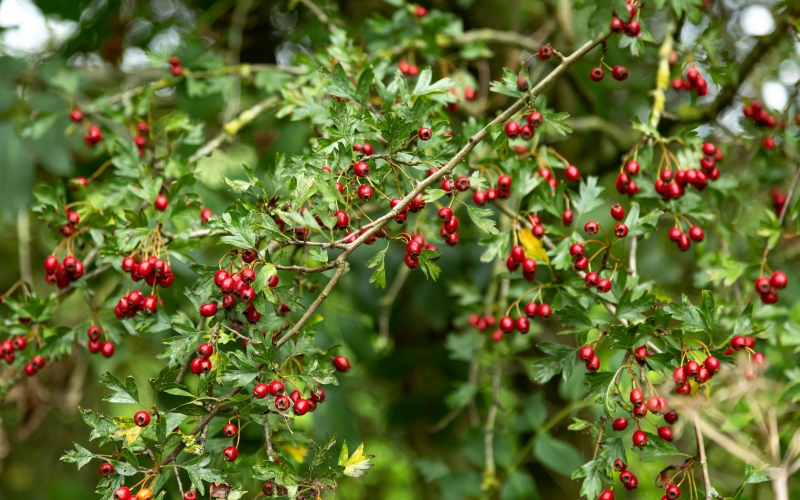 Owoce z wielogatunkowych żywopłotów są cennym pokarmem dla ptaków ale z powodzeniem mogą być wykorzystywane do robienia przetworów, syropów lub nalewek.