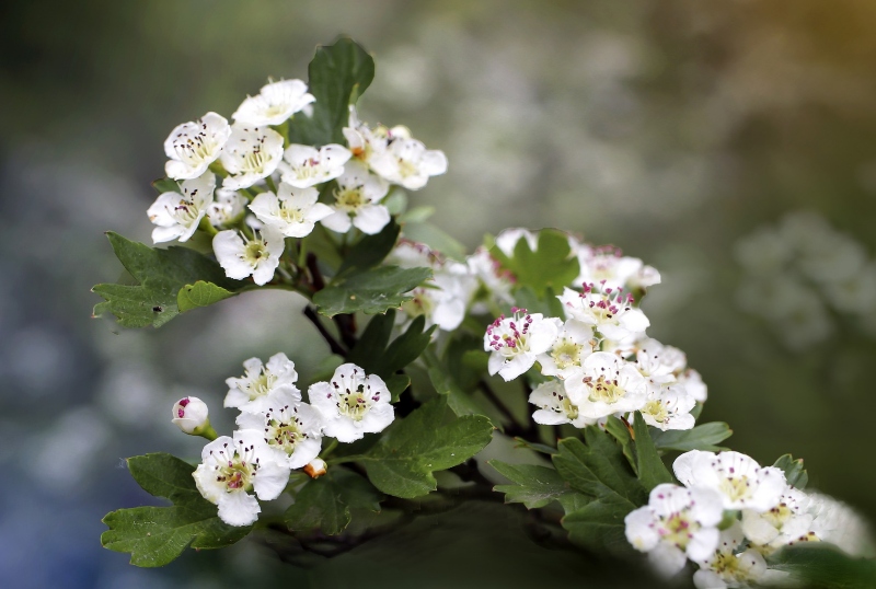 Kwiaty Głogu jednoszyjkowego
