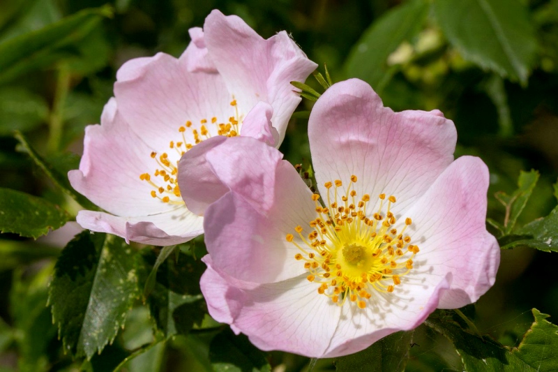 Żywopłoty z dzikiej róży (Rosa canina)