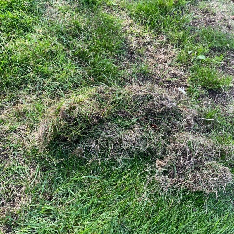 Filc ze zgrabionego trawnika