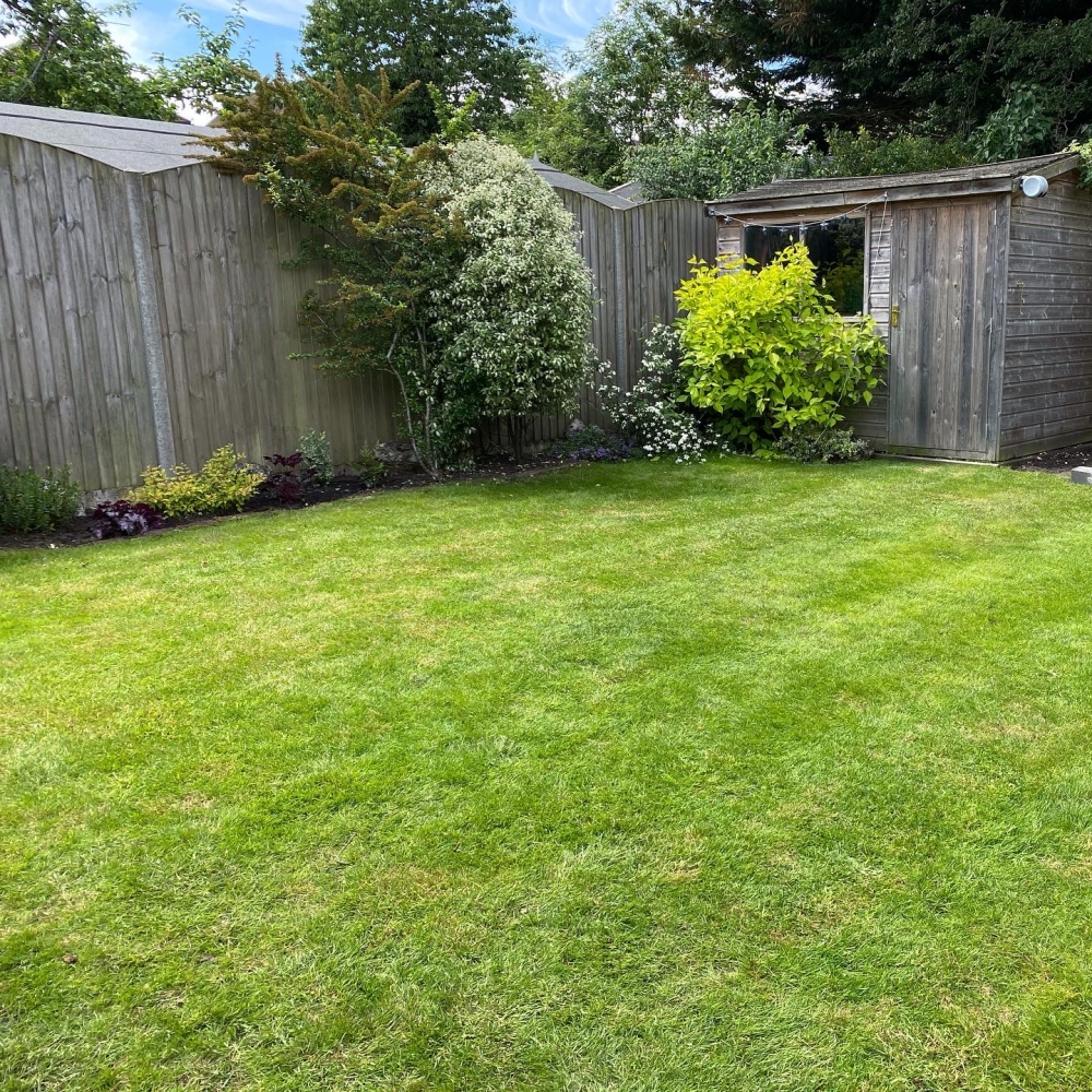 Trawnik po skaryfikacji i dosiewaniu