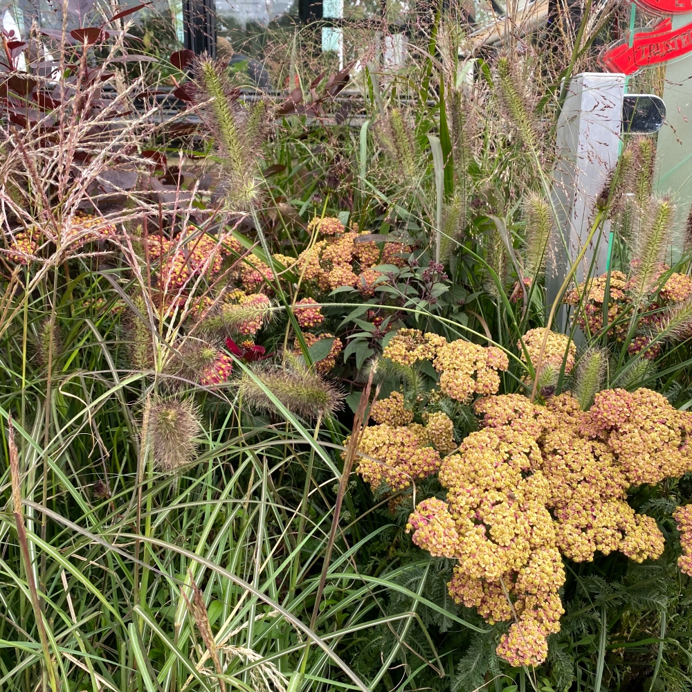 Chelsea Flower Show 2021 jesienne inspiracje do ogrodu