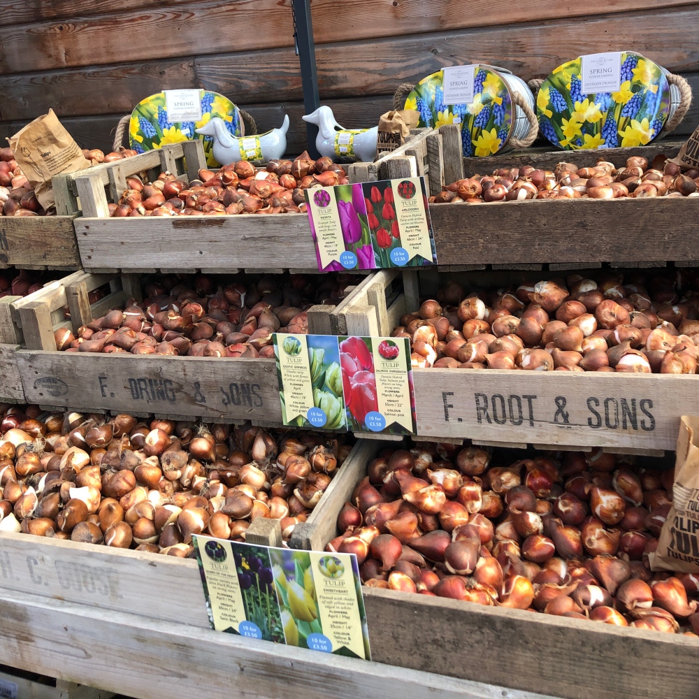 Cebulki tulipanów i narcyzów