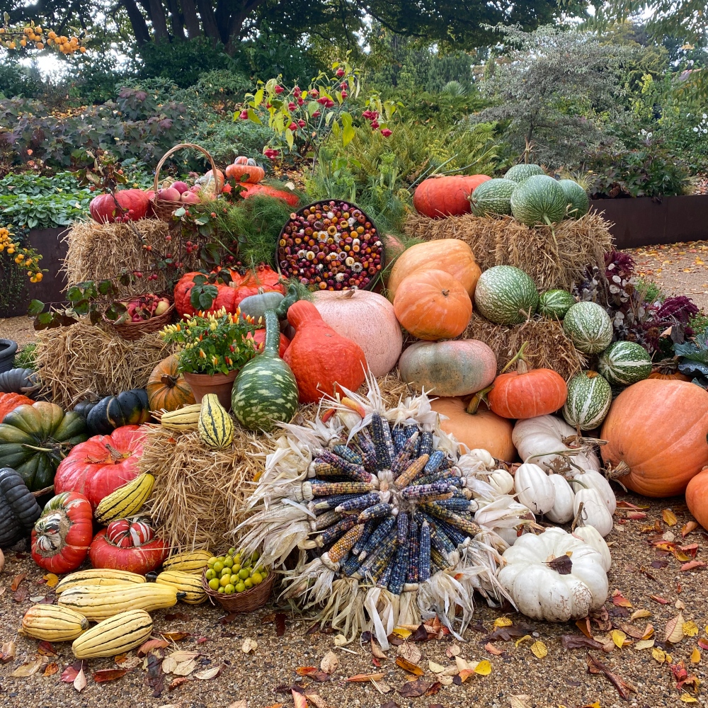 Październik to zbieranie dyni...i wielu prac ogrodowych