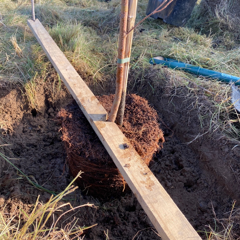 Sadzienie drzew z pojemników