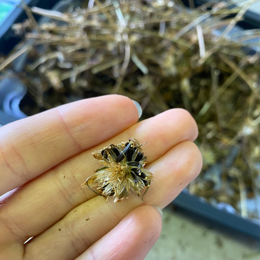 jesienne zbieranie nasion